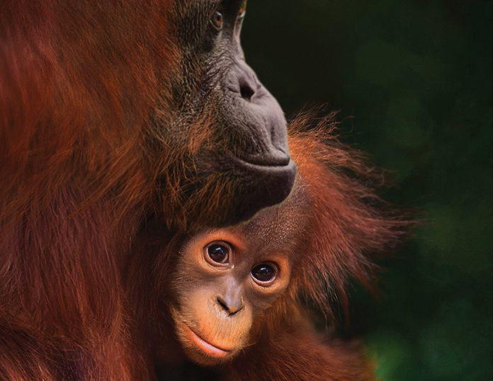ORANGUTAN_INSTAGRAM_TEASER_POSTER_LAS